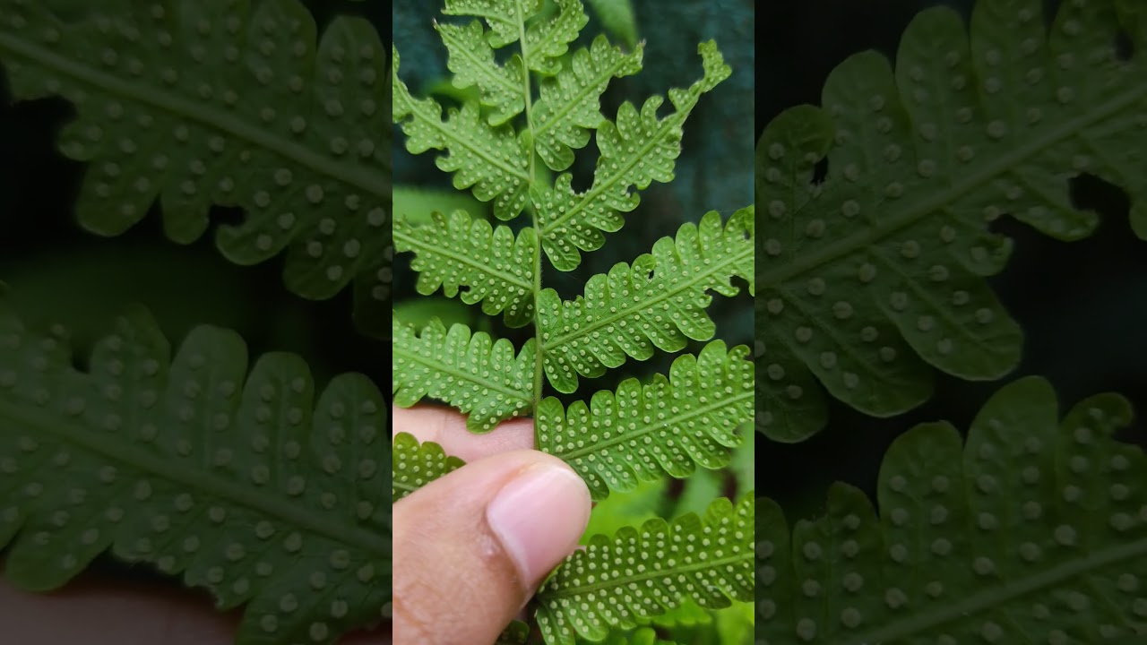sporophyll and sporangia of fern 