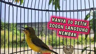 CUIT CUIT PANCINGAN SOGON IJOAN MEMANGGIL LAWAN PALING COCOK UNTUK PANCINGAN SEMUA SOGON‼️