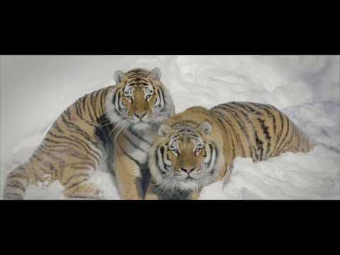 Drone & Tigers - drone montreal