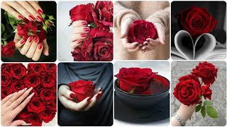 Red rose 🌹 photos || very Rumentic red rose dpz for whatsapp #flowers screenshot 3