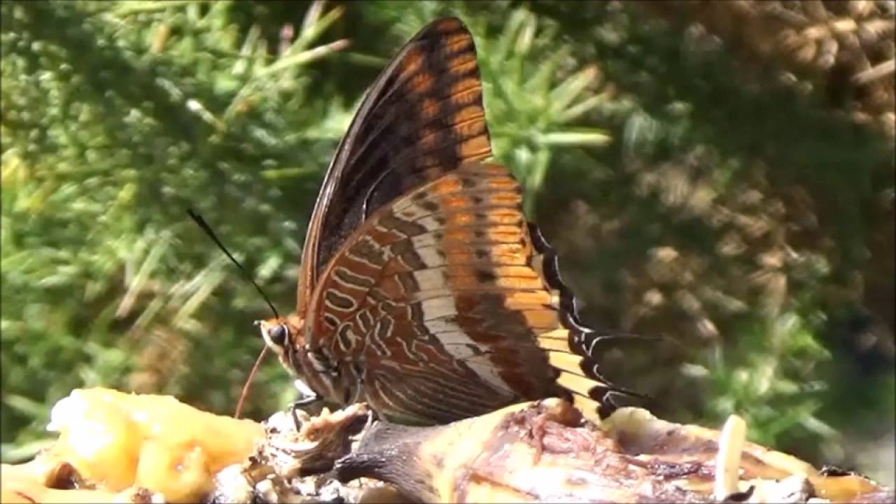 Charaxes jasius - Mariposa del Madroño
