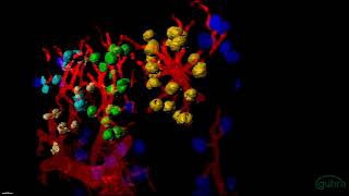 Light sheet microscopy of a mouse kidney
