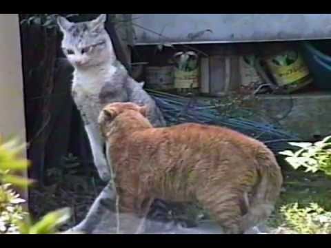 Mew Cat Cat Fight 縄張り争い猫の仁王立ち Youtube