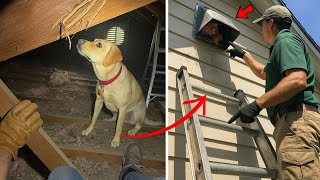 [Full Story] Dog Kept Staring at Attic for Weeks, Then the Owner Decided to Investigate…