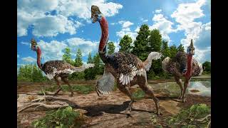 Corythoraptor Sound effects