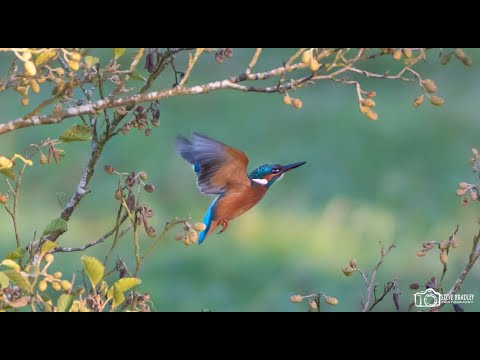 Looking For The Kingfisher.....Success!!!