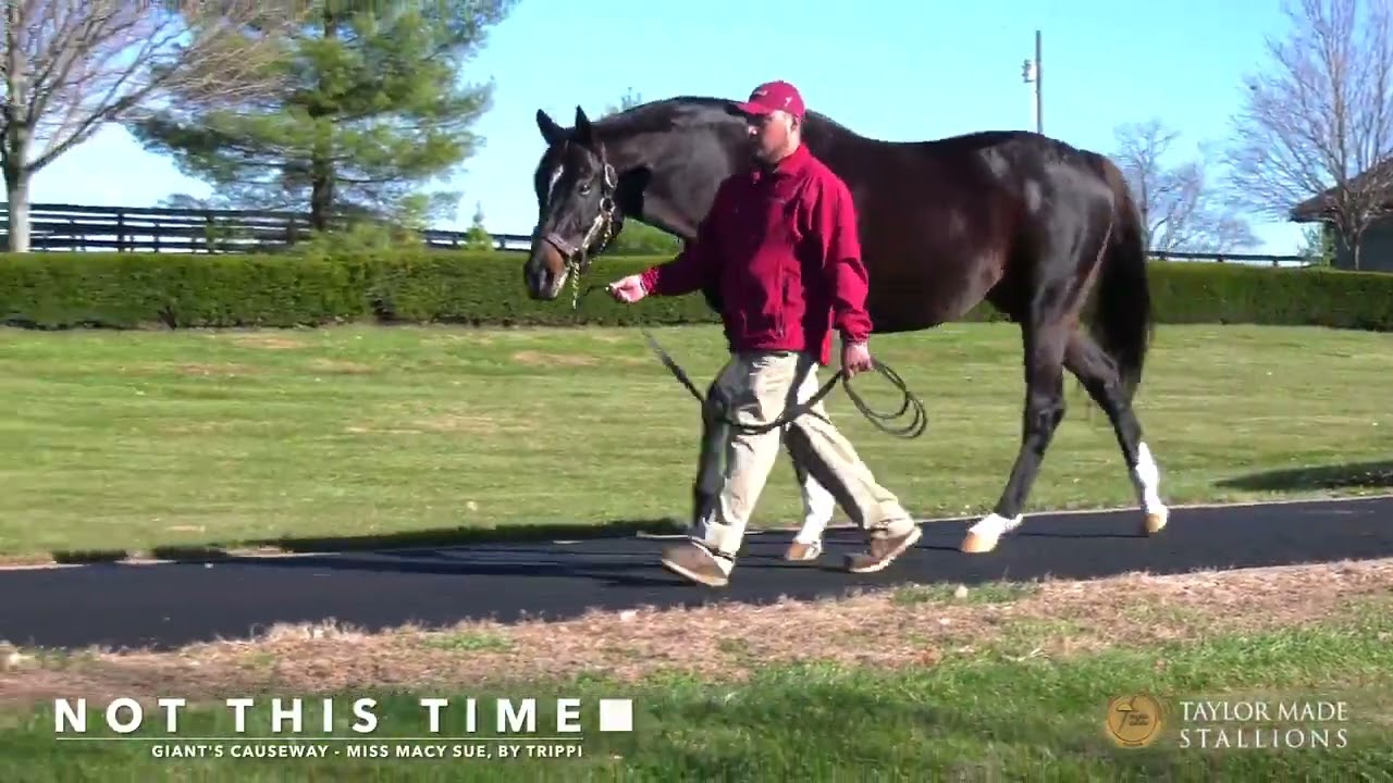 Iroquois Stakes History & Contenders