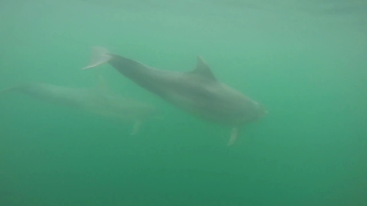 Bottlenose Dolphins in 4k