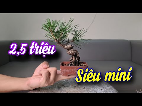 Video SH.6493. Bất ngờ trước cây Thông đen Nhật Bản siêu... - youtube