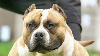 muscletones Nemesis.. world famous monster American bully