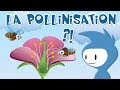 La pollinisation explication 12