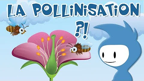 Comment la pollinisation d'une fleur se fait par l'abeille ?