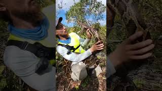 caught a giant python