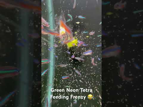 I guess baby brine shrimp is a hit for the green neon tetras! Come see them in store! #aquarium