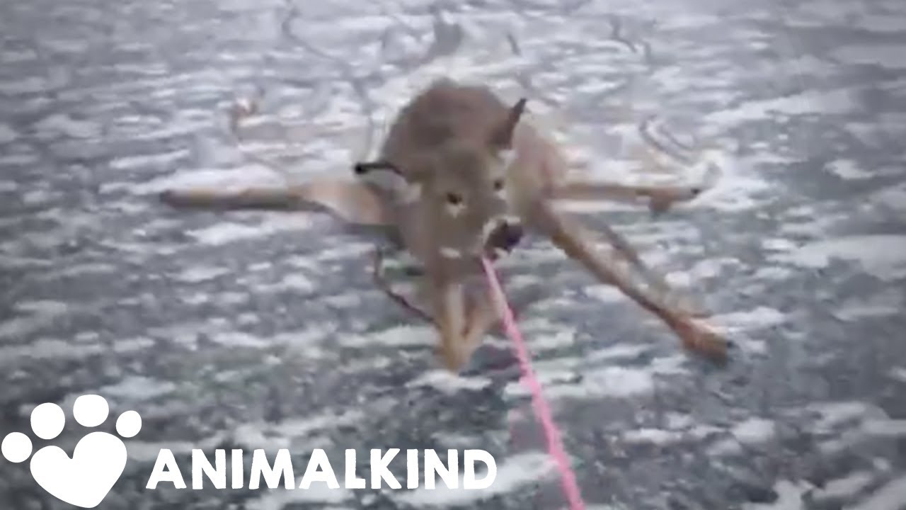 Desperate rescue of deer stranded on thin ice | Animalkind
