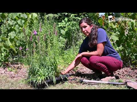 Conservation in Niagara: How to Help Our Native Pollinators Workshop