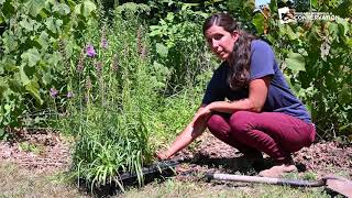 Conservation in Niagara: How to Help Our Native Pollinators Workshop