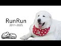 ルンルンが旅立ちました。今まで本当にありがとうございました。　Great Pyrenees　グレートピレニーズ