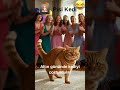 💃🐱  Göbek Dansı Yapan Sevimli Kedi #cat #cute #cutshorts #kedi #funny #k...