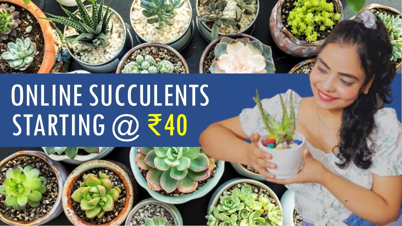 I Do Not Wish To Spend This A Lot Time On Linked Here On Online Succulent Stores. How About You?