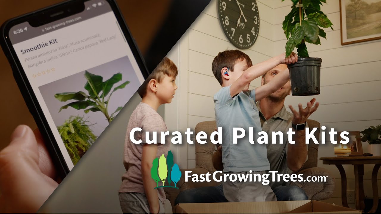 AllinOne House Plant Kits for Sale