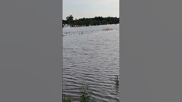 cảnh mùa nước nổi dâng lên ngập những đám ruộng của người dân khu vực Tây Ninh bỏ trống