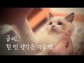 [고양이브이로그] 아기고양이 교육시키고 싶으세요?