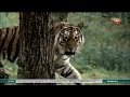 Популяцию туранского тигра возродят в Южном Прибалхашье