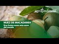 Nuez de Macadamia | TODO SOBRE SU CULTIVO Y PROCESAMIENTO