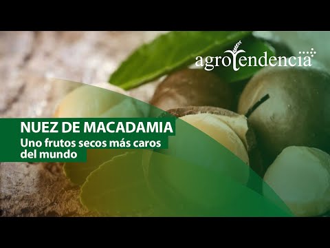 Video: ¿Cuándo crecen las nueces de macadamia?