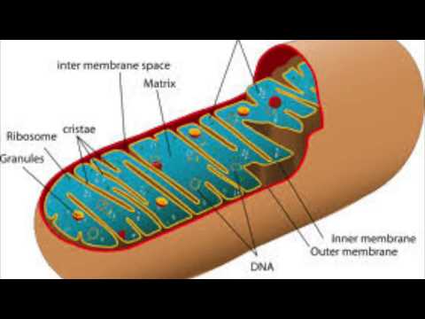 Video: Qual è la funzione del quizlet dell'apparato di Golgi?