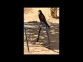 Farsan is live / NBP future / 20 min live