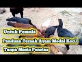 Cara beternak ayam modal kecil tanpa mesin penetas untuk pemula 