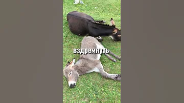 Почему запрещено держать осла в ванне?