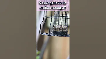 Какие запахи не любят птицы? #shorts