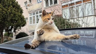 A Cat is sitting on top of a car, posing very comfortably and in a funny way.