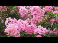 ひばりの マドロスさん ; 美空 ひばり - Hibarino madorosusan ; Misora Hibari