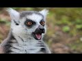 Ring-Tailed Lemur Sounds - Noises