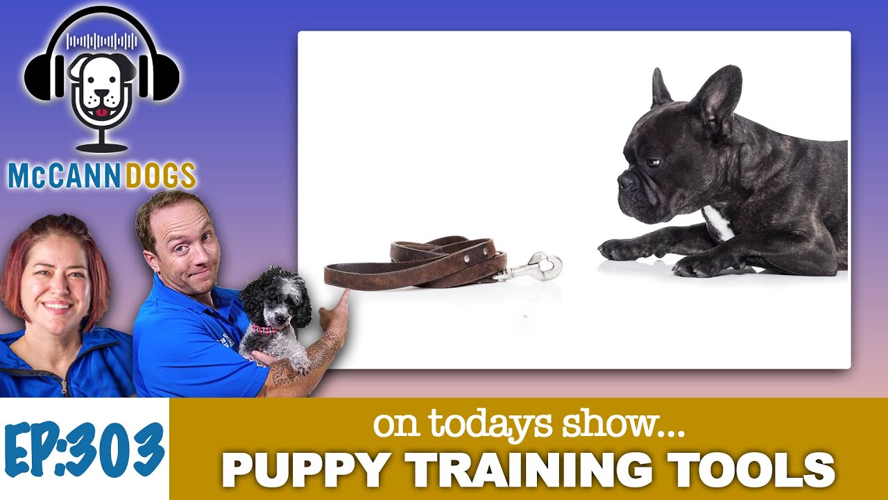 What Are The Most Important Puppy Training Tools 