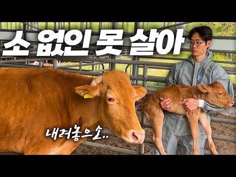 소 1000마리 키우고 싶은 남자의 하루🔥ㅣ송아지출산과탈출🐂ㅣ엄마찾기ㅣ주말농가출장ㅣ인공수정사ㅣ축산업ㅣ한우ㅣ시골생활ㅣ일상브이로그ㅣ하루일과ㅣ시골의연휴ㅣ고기먹방ㅣ영농부부ㅣ귀농귀촌