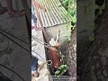 Teamwork Saves the Day! Cow Pulled to Safety from Deep Ditch