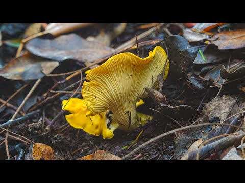 We Found Golden Mushrooms On the Forest Floor   Delicious Chanterelle Risotto and Arancini