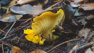 We Found Golden Mushrooms On the Forest Floor | Delicious Chanterelle Risotto and Arancini