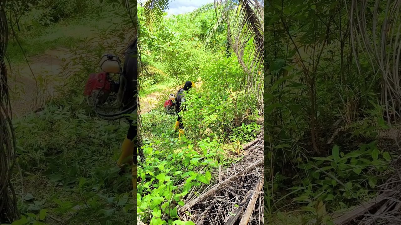 LINK PEMBELIAN DI RUANG KOMEN OGAWA BG430 