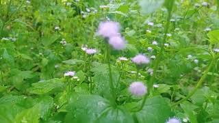 Download Lagu waemata ebbu ebbu MP3