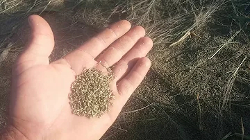 Como colher semente de capim braquiária?