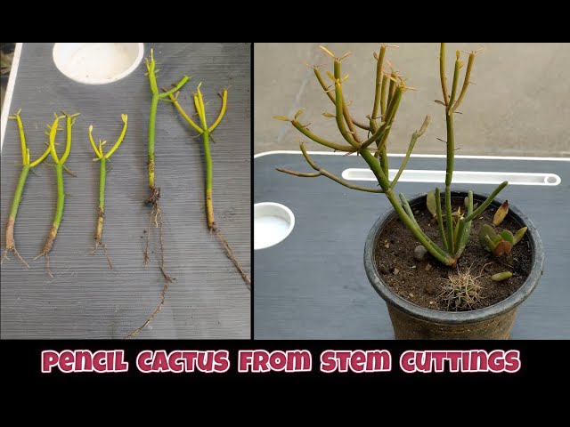 how to grow pencil cactus from stem cuttings |propagation of firesticks  plant from stem cuttings