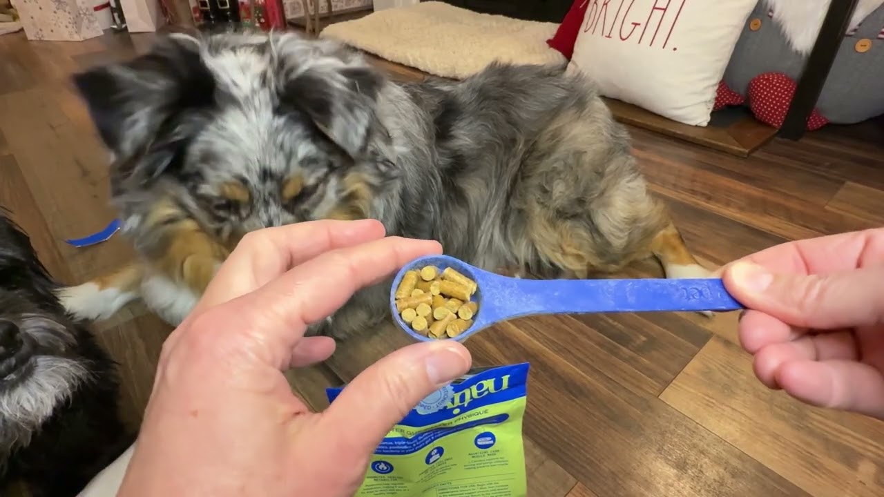 GutWell Trim Down Review: Healthy Weight Support for Dogs