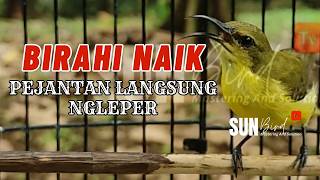 SOGON BETINA GACOR MEMANGGIL JANTAN, LANGSUNG RESPON DAN GACOR #PART 191