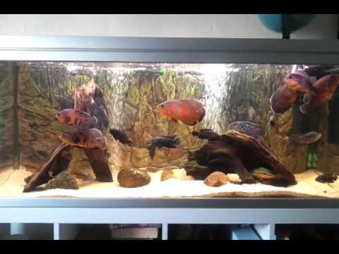 oscar fish community tank